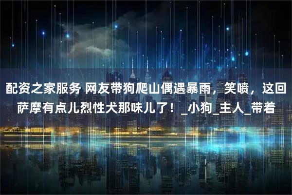 配资之家服务 网友带狗爬山偶遇暴雨，笑喷，这回萨摩有点儿烈性犬那味儿了！_小狗_主人_带着