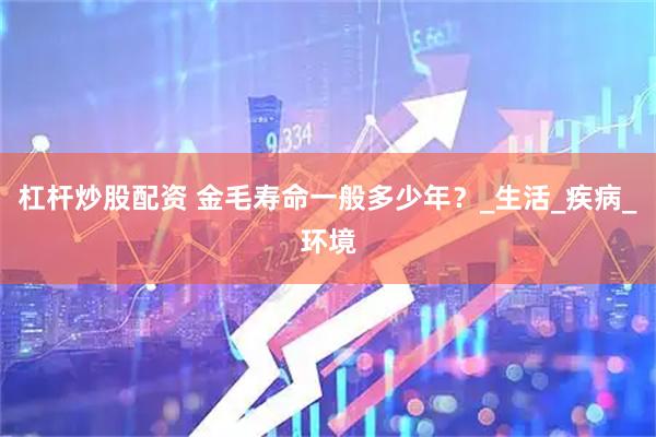 杠杆炒股配资 金毛寿命一般多少年？_生活_疾病_环境